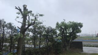 庭木の枝打ち・剪定作業　浜松市西区